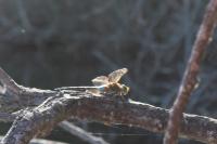 Anax parthenope