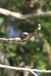 Libellula fulva
