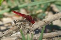 Crocothemis erythraea