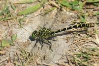 Onychogomphus forcipatus