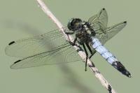 Orthetrum albistylum