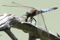 Orthetrum cancellatum