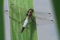 Orthetrum albistylum