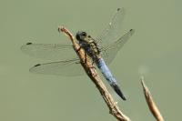 Orthetrum cancellatum