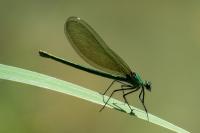 Calopteryx splendens