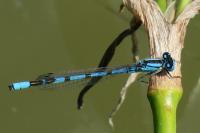 Enallagma cyathigerum