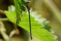 Chalcolestes viridis