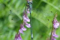Lestes dryas