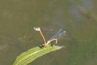 Platycnemis acutipennis