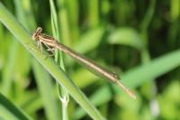 Platycnemis