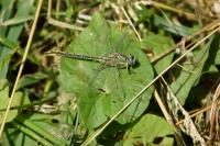 Gomphus pulchellus