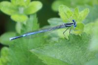 Platycnemis pennipes