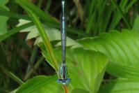 Platycnemis pennipes