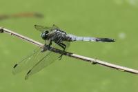 Orthetrum albistylum