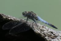 Orthetrum cancellatum
