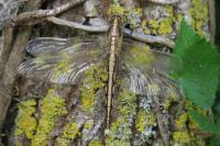 Orthetrum albistylum