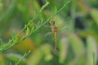 Sympetrum sanguineum