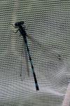 Coenagrion mercuriale