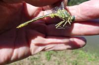 Gomphus pulchellus