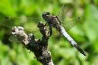 Orthetrum albistylum