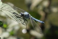 Orthetrum brunneum