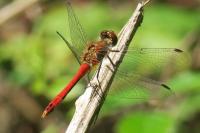 Sympetrum sanguineum