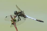 Orthetrum albistylum