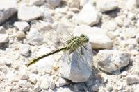 Gomphus pulchellus