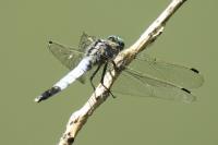 Orthetrum albistylum