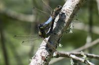 Orthetrum cancellatum