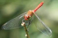 Sympetrum sanguineum
