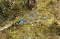 Erythromma viridulum