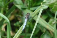 Orthetrum coerulescens
