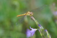 Sympetrum
