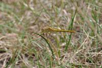 Sympetrum