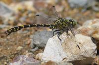Onychogomphus forcipatus