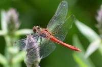 Sympetrum sanguineum