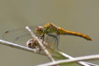Sympetrum sanguineum