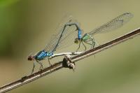 Erythromma viridulum