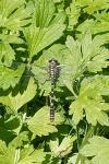 Onychogomphus forcipatus
