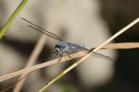 Orthetrum brunneum