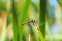 Sympetrum sanguineum