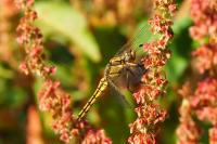 Orthetrum cancellatum
