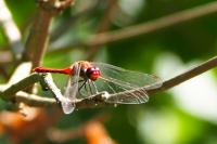Sympetrum sanguineum