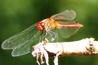 Sympetrum sanguineum
