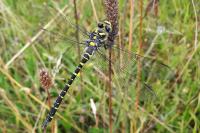 Cordulegaster boltonii