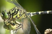 Onychogomphus forcipatus