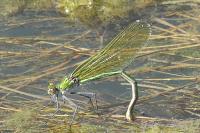 Calopteryx splendens