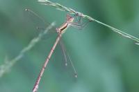 Lestes barbarus