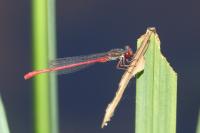 Ceriagrion tenellum